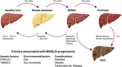 Unmasking the enigma of lipid metabolism in metabolic dysfunction-associated steatotic liver disease: from mechanism to the clinic